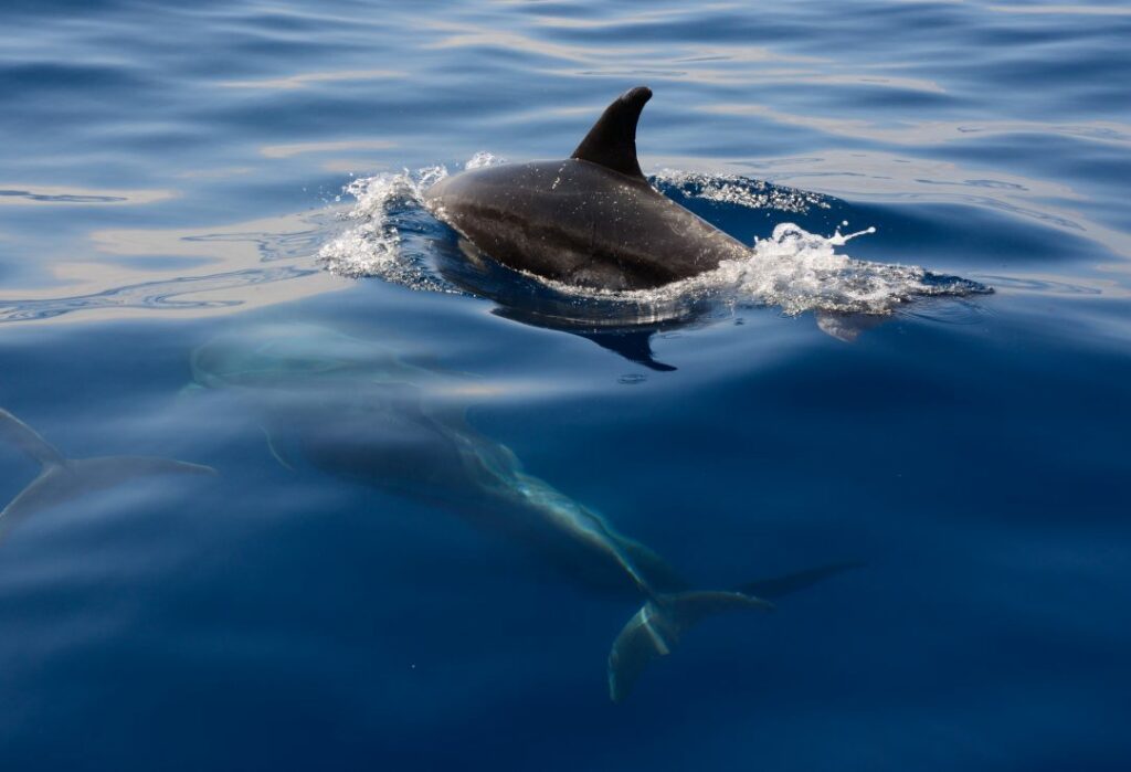Tenerife-Avistaje de delfines-Mar-de-Ons